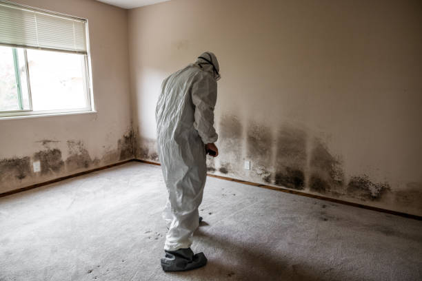 Best Attic Mold Removal  in Montgomeryville, PA